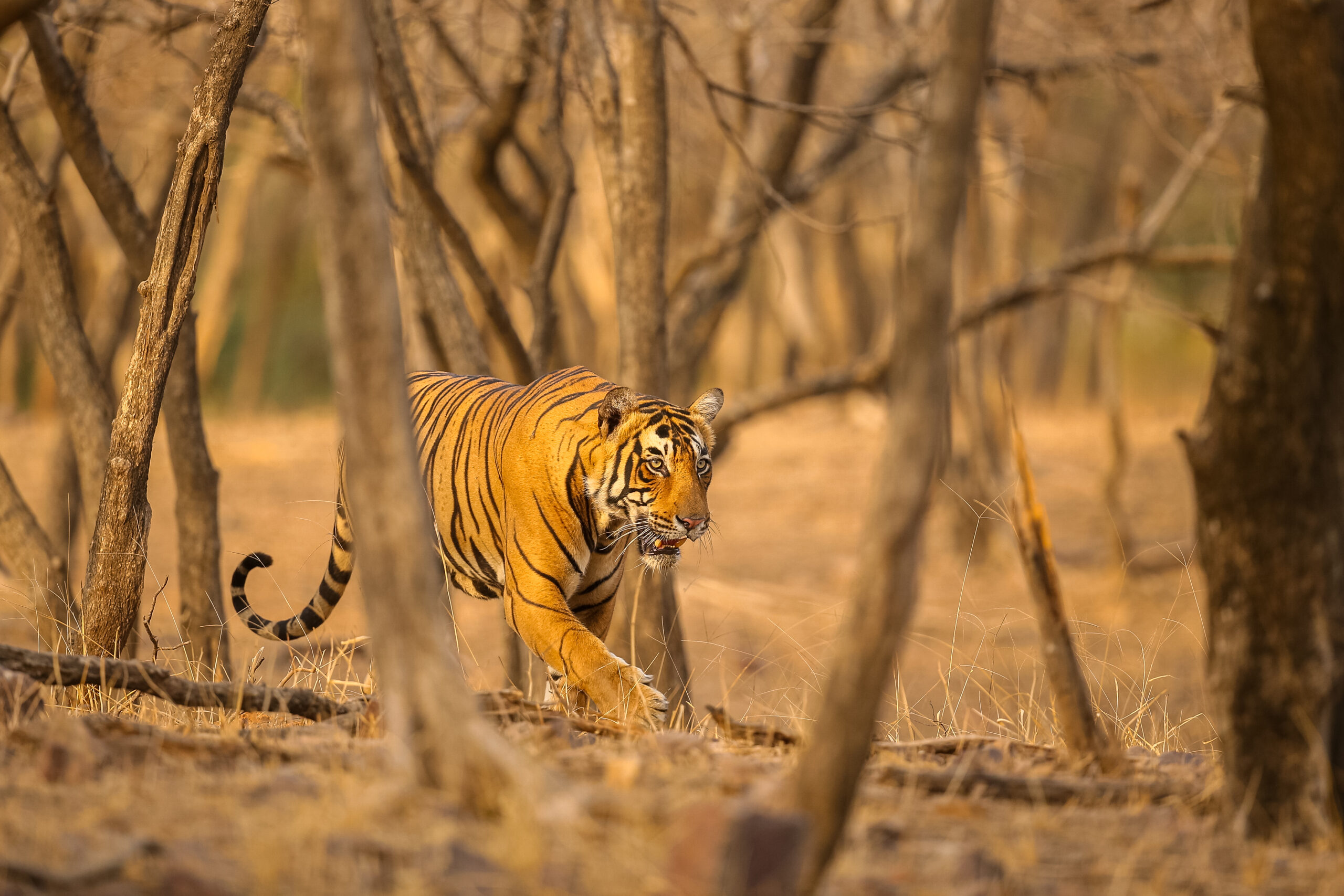 Amazing tiger in the nature habitat. Tiger pose during the golden light time. Wildlife scene with danger animal. Hot summer in India. Dry area with beautiful indian tiger. Panthera tigris.